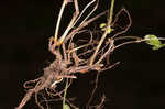 Hairy bedstraw